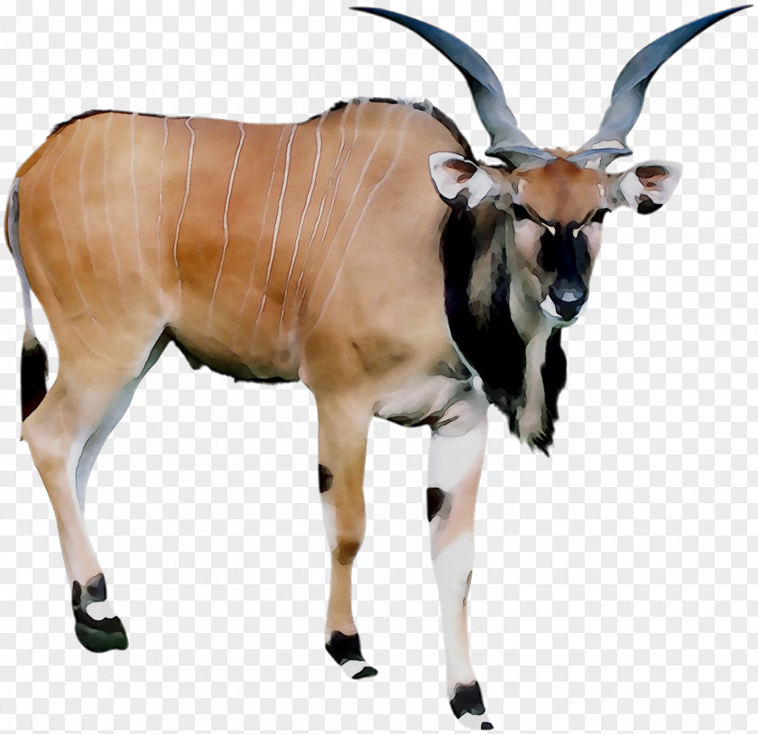 Antelope Cattle Terrestrial Animal Snout PNG