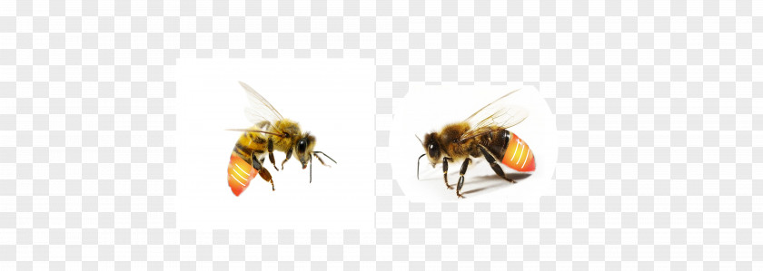 Bee Honey Wasp Close-up PNG