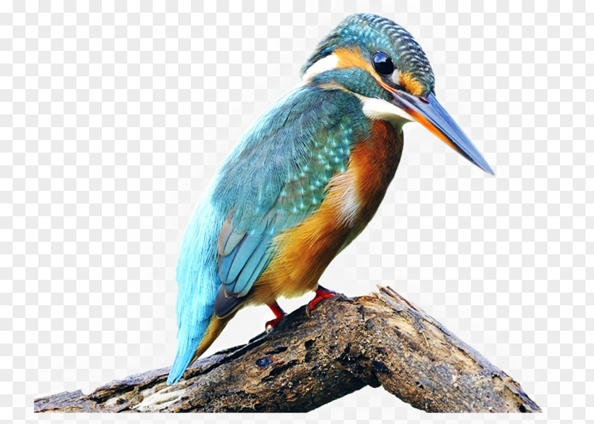 Bird Common Kingfisher Belted Stock Photography River Kingfishers PNG