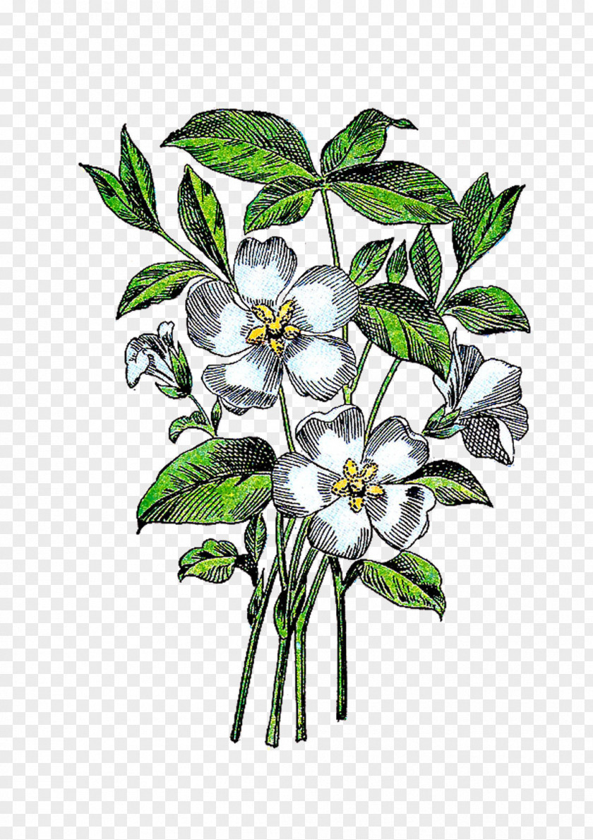 Flower Illustration Plant Clip Art PNG