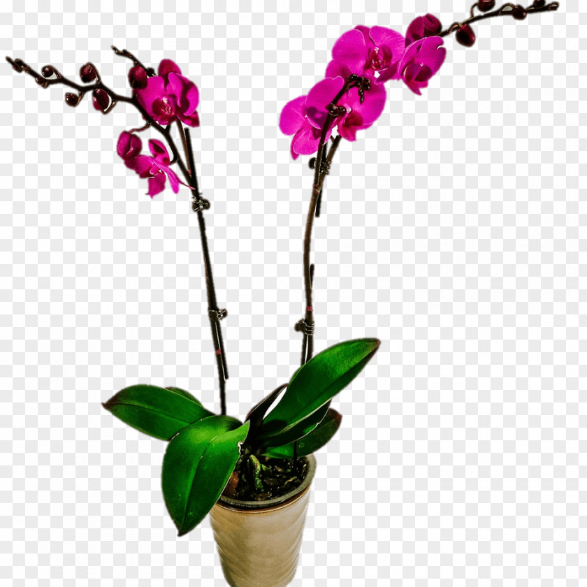 Flower Moth Orchids Cattleya Dendrobium PNG