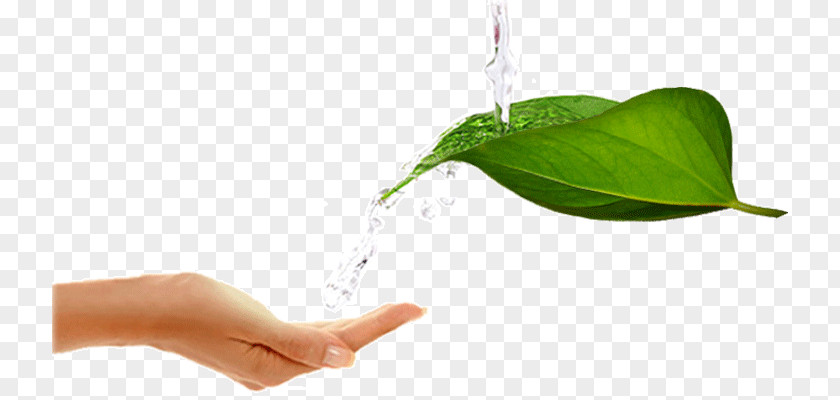 Fresh Green Leaves Leaf Water Testing Purification Treatment PNG