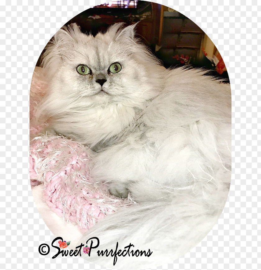 Kitten Persian Cat Asian Semi-longhair Ragdoll Burmilla Ragamuffin PNG