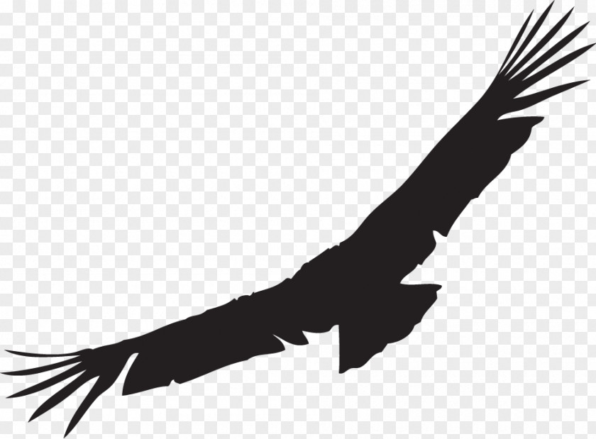 Silhouette Bald Eagle California Condor Andean PNG