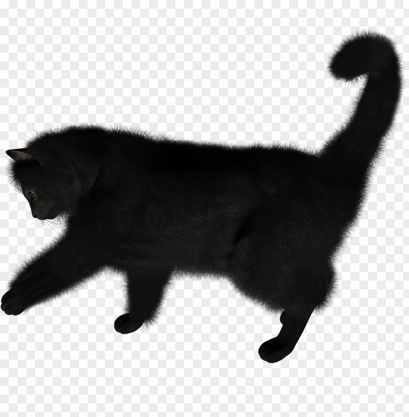 Cat Image Black PNG