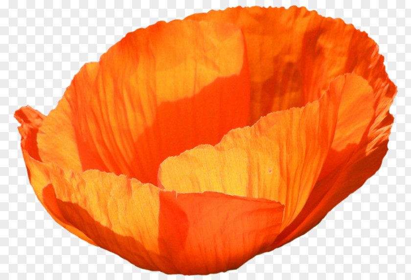 Coquelicot Poppy Family Flower PNG