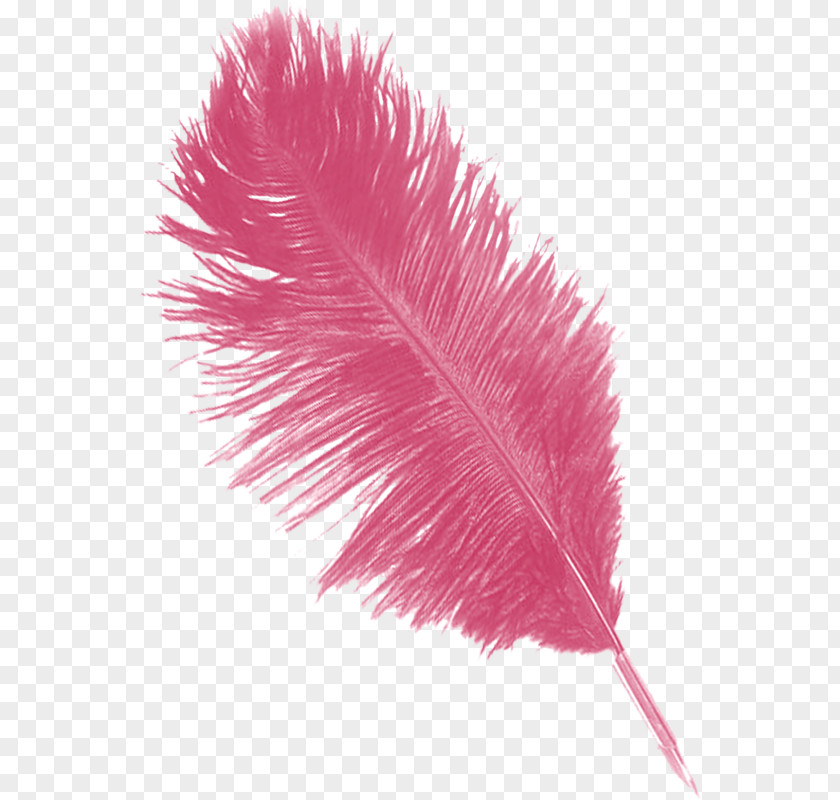 Feather Image Pens Rose Drawing PNG