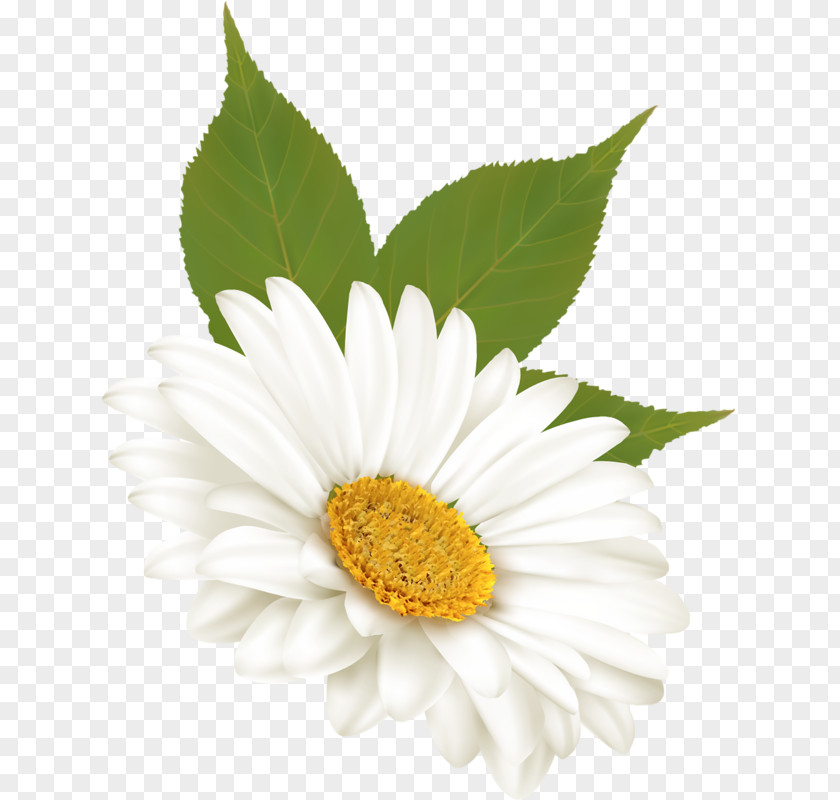 Flower Common Daisy Tulip Clip Art PNG