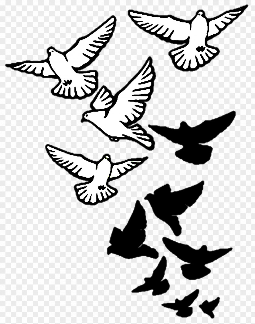 Pigeon Columbidae Bird Tattoo Drawing Domestic PNG
