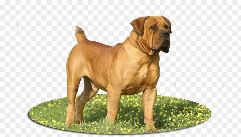 Sheep Breeders Boerboel Olde English Bulldogge Dog Breed Bullmastiff Old Bulldog PNG