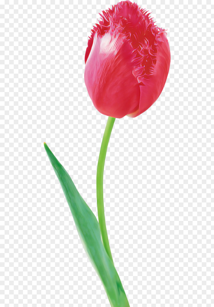 Tulip Flower Petal Plant Stem PNG