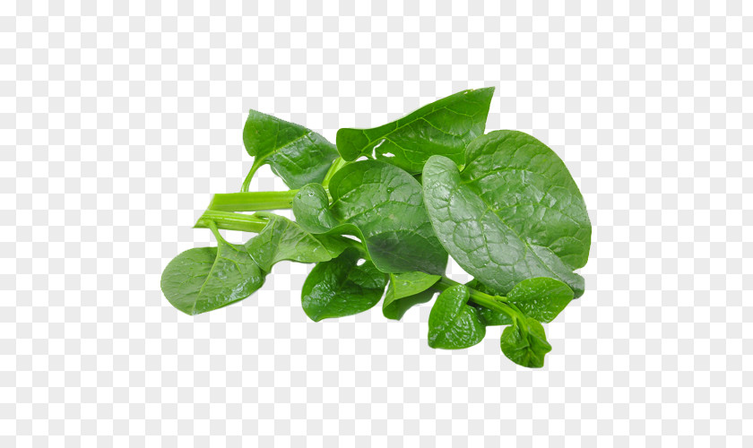 Vegetable Malabar Spinach Sri Lanka Sesbania Grandiflora Food PNG