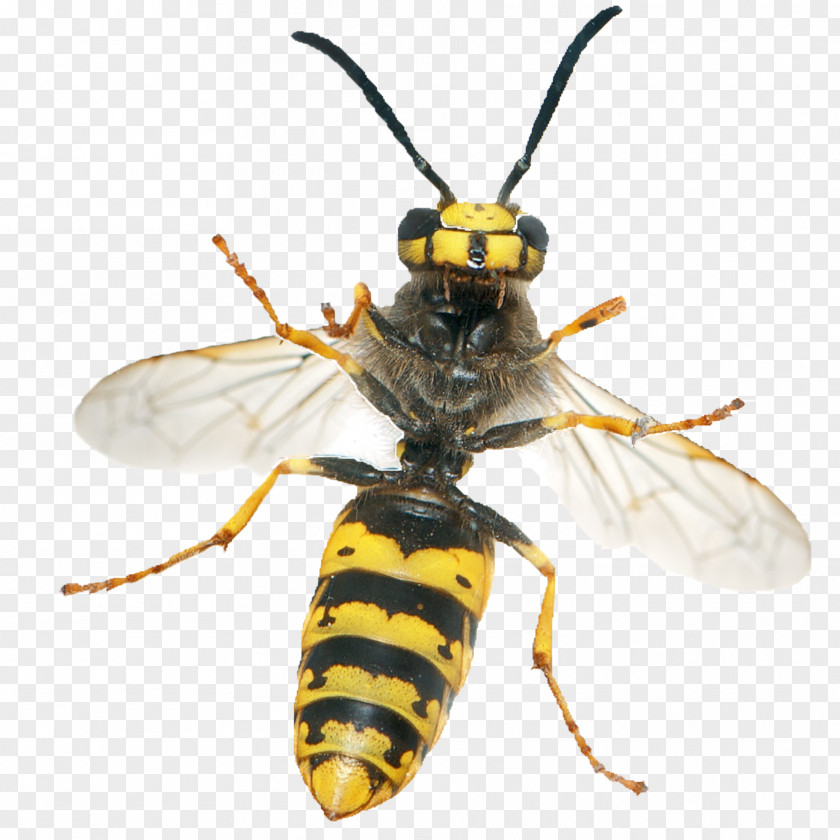 Wasp Insect Hornet Vespula Germanica Apocrita Yellowjacket PNG