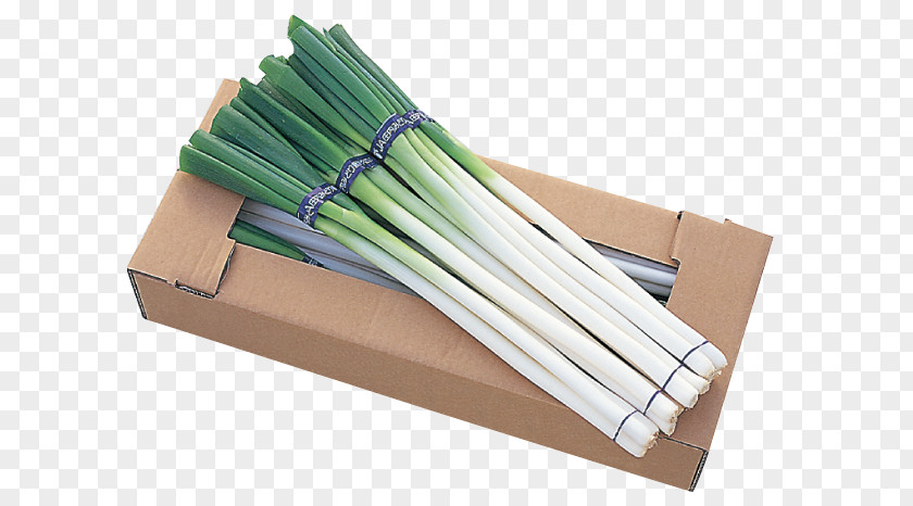 White Flowering Onion Chives Welsh Product Onions PNG