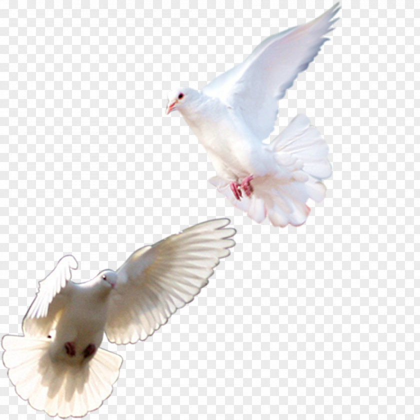 White Pigeon Rock Dove Homing Columbidae Pink Bird PNG