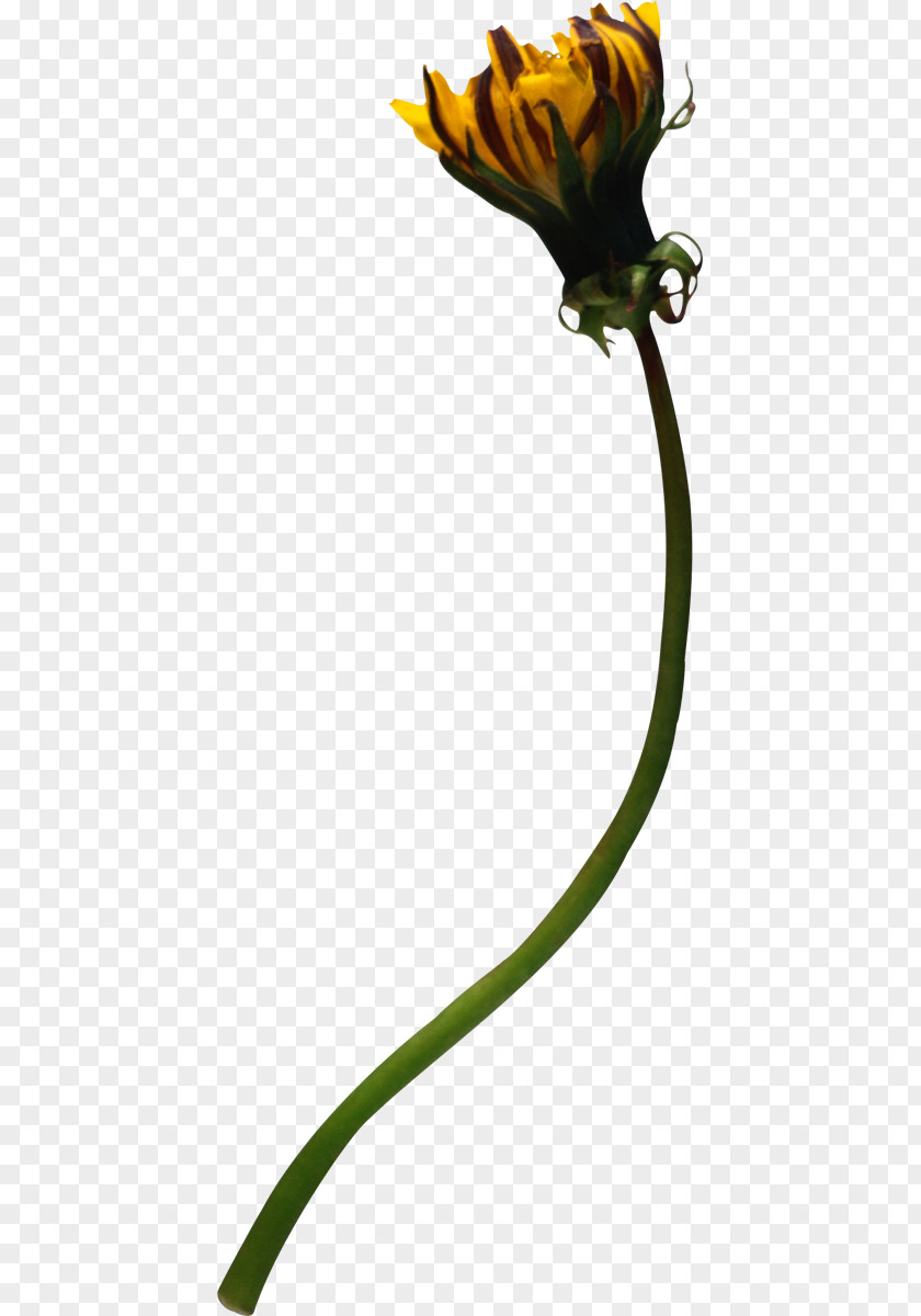 Dandelion Yellow Plant Petal Leaf PNG