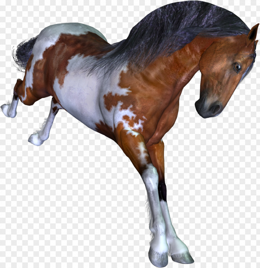 Horse Mustang Colt Foal Stallion Pony PNG