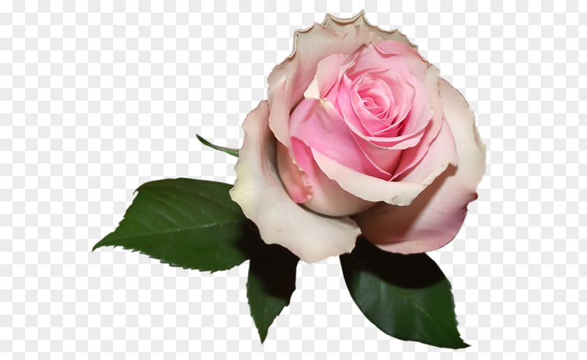 Soft Centifolia Roses Flower Desktop Wallpaper PNG