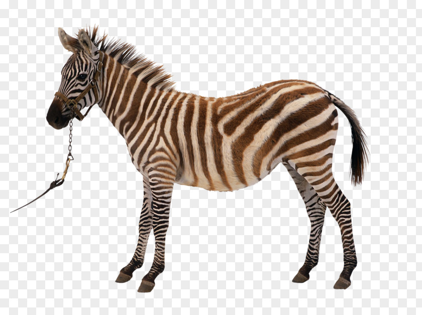 Zebra Horse Photography Clip Art PNG