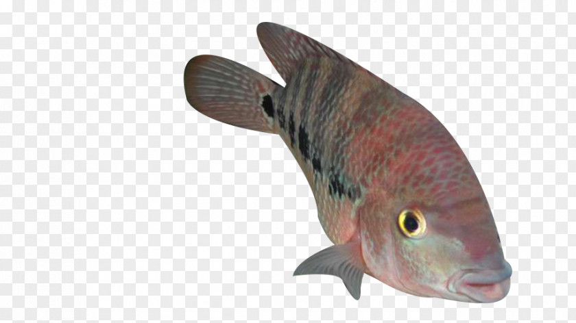 A Spot Of Ocean Fish PNG