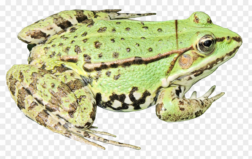 American Bullfrog Amphibians Toad Edible Frog PNG