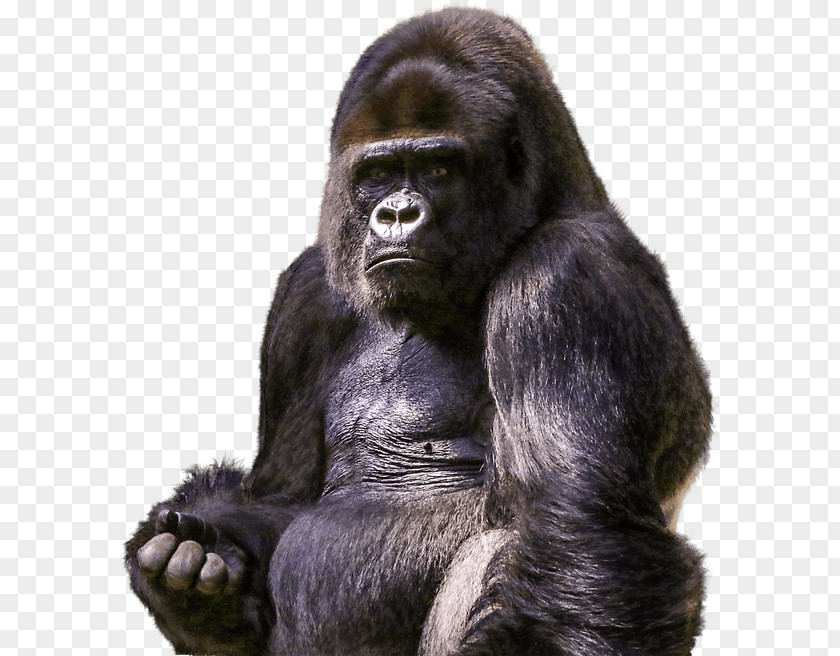 Gorilla Chimpanzee Orangutan Primate PNG