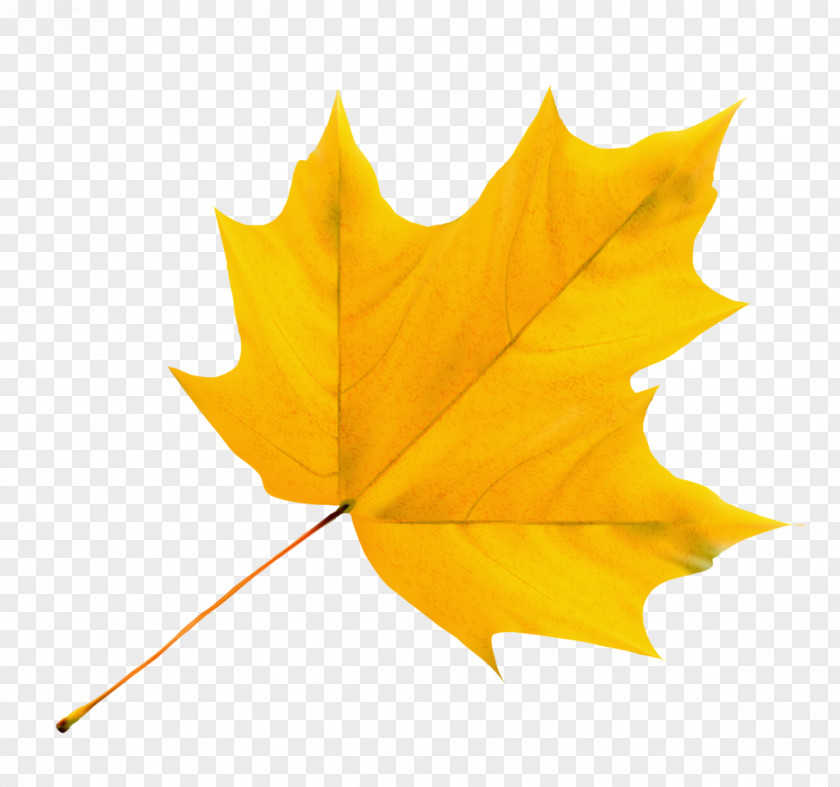 Leaf Maple Stock Photography Yellow PNG