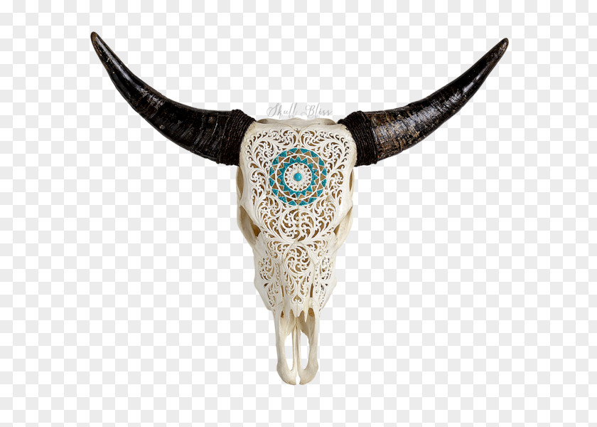 Skull Texas Longhorn English Murray Grey Cattle PNG