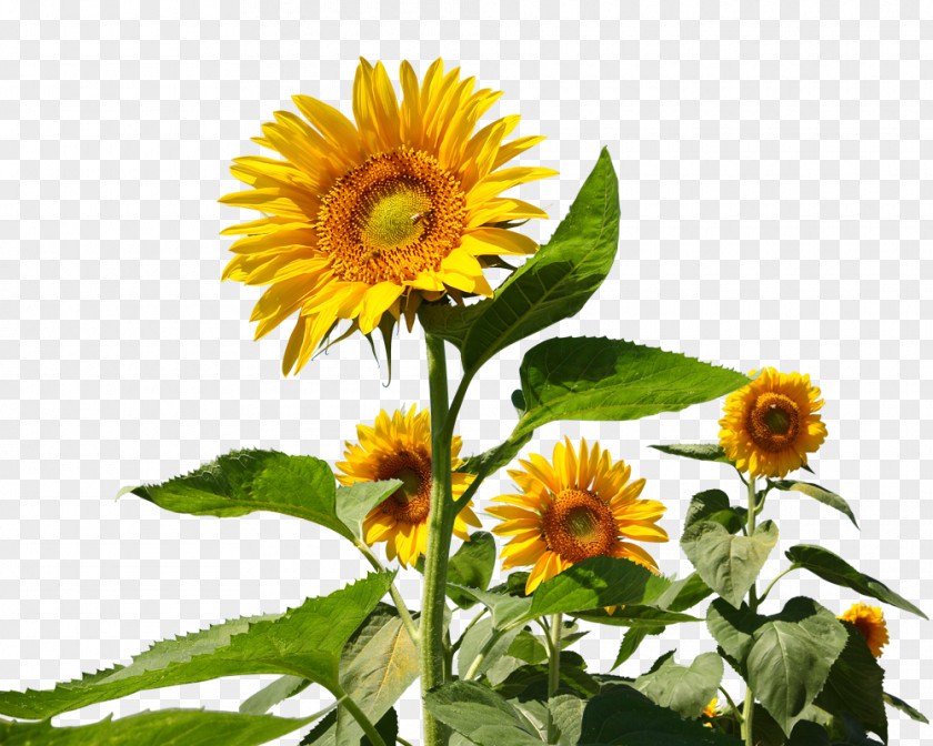 Sunflower Common Microsoft PowerPoint Presentation Slide Illustration PNG