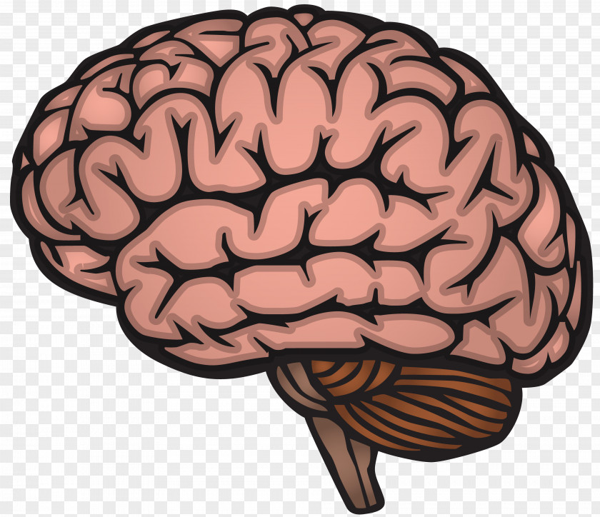 Brain Human Nervous System PNG