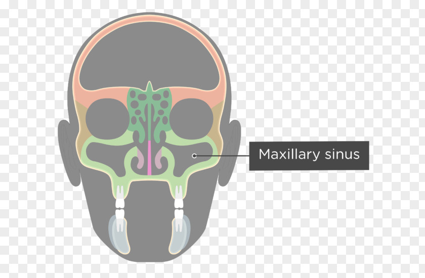 Maxillary Lateral Incisor Paranasal Sinuses Ethmoid Sinus Bone Facial Skeleton PNG