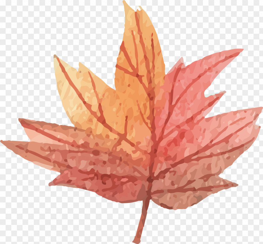 Vector Maple Leaf PNG