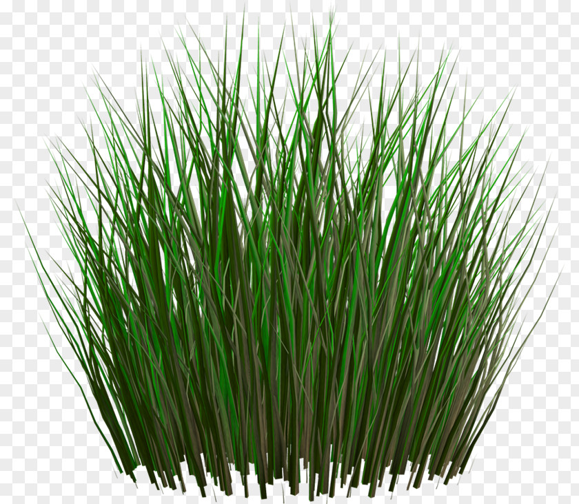 Vermont Lawn Clip Art PNG