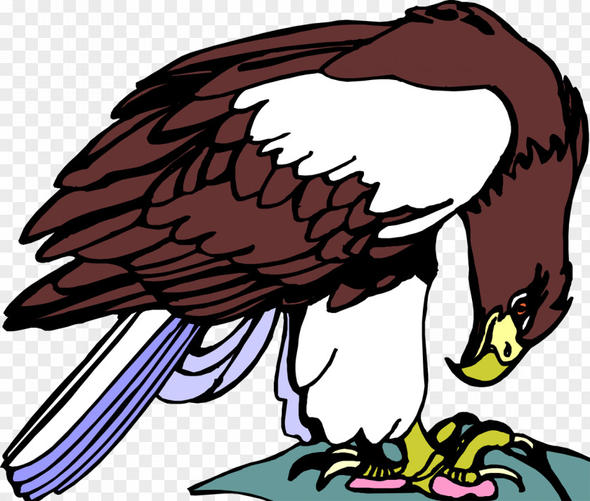 Vulture Bald Eagle Hawk Beak Clip Art PNG