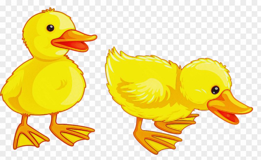 Bird Duck Ducks, Geese And Swans Yellow Water PNG