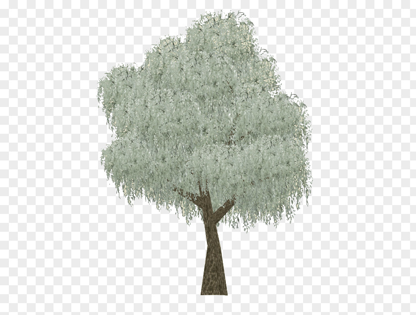 Eucalyptus Leaves Zoo Tycoon 2 Coolabah Tree Woody Plant Evergreen PNG