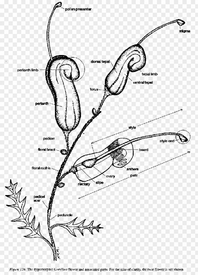 Flower Grevillea Banksii Diagram 'Honey Gem' Plant Stem PNG