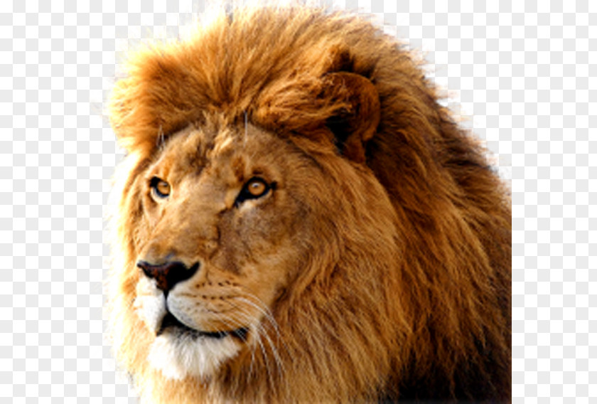 Lions Head Macintosh Mac OS X Lion MacOS Operating System PNG
