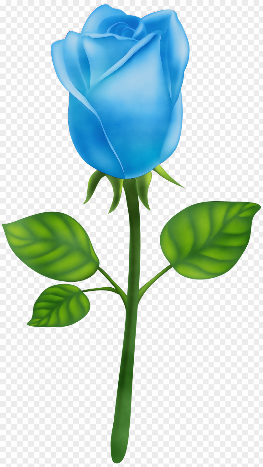 Tulip Rose Order Blue Watercolor Flowers PNG