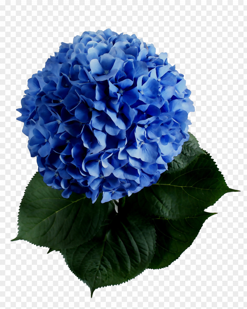 Hydrangea Cut Flowers Annual Plant Plants PNG