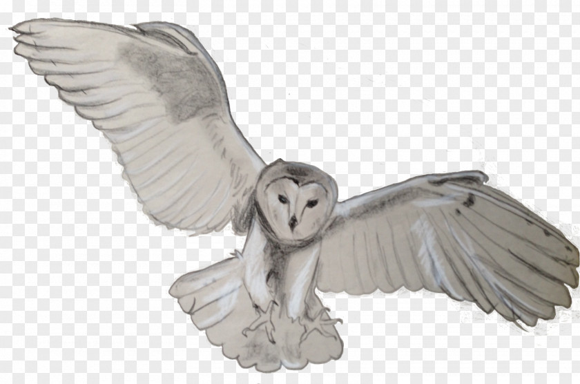 Barn Tawny Owl Bird Flight PNG