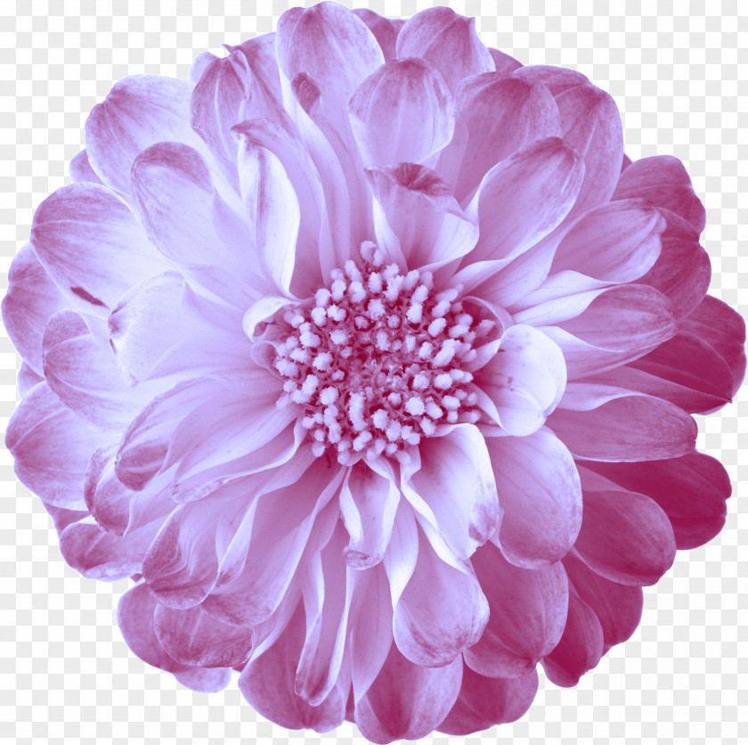 Pink Flowers PNG