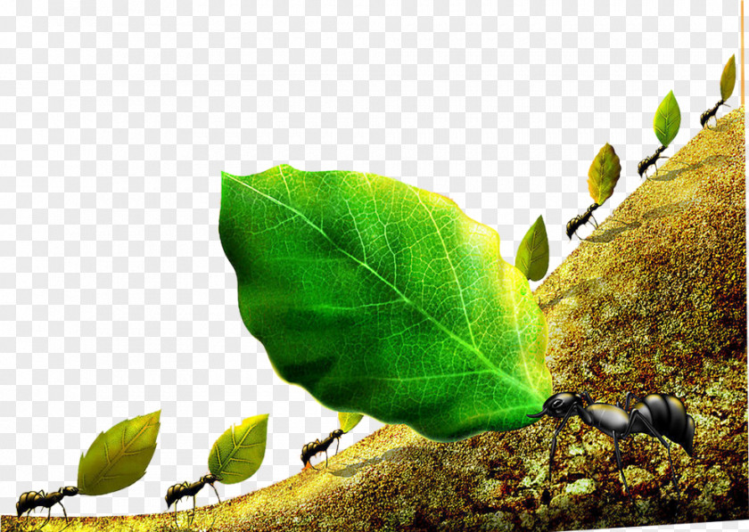 Ants Cooperation Ant Colony Bee Leafcutter PNG