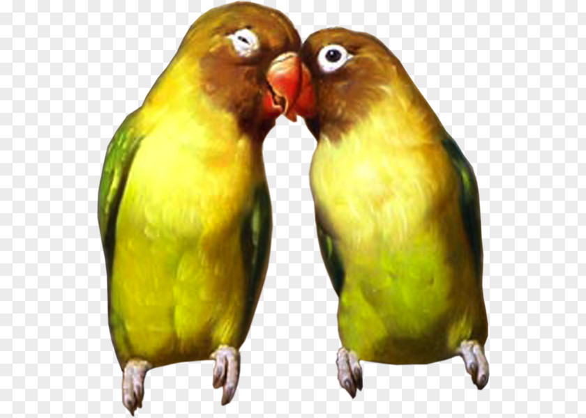 Bird Budgerigar Lovebird Parakeet Cockatoo PNG
