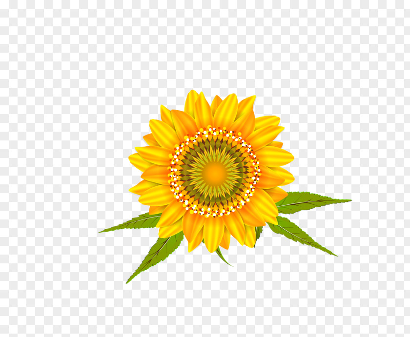 Car Common Sunflower Wall Decal Transvaal Daisy PNG