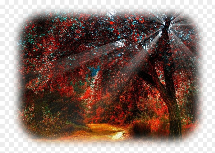 Forest Tree Sunlight Autumn PNG