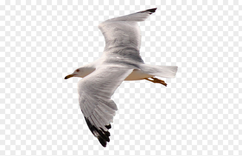 Gull Bird Gulls PNG