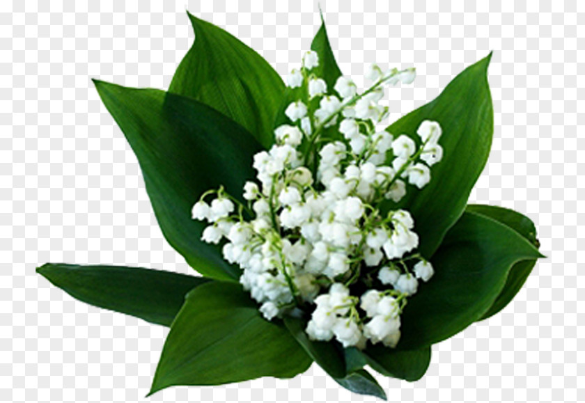 Lily Of The Valley Flowering Plant Birth Flower PNG