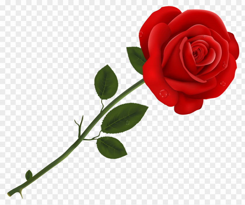 Red Rose Transparent Clipart Lancaster Tea Pizzeria Roses PNG