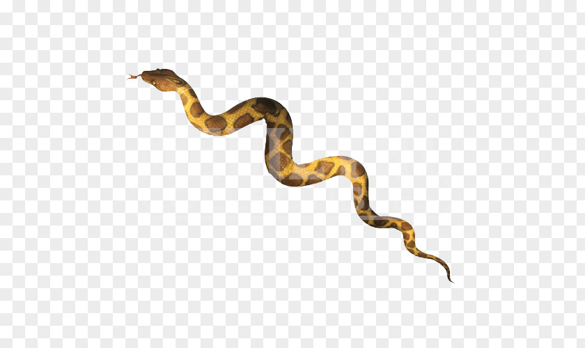 Snake Boa Constrictor Reticulated Python Venom Animal PNG